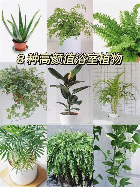 適合種在浴室的植物|浴室風水放什麼植物？室內植物專家授你活用植物提升居家生活品。